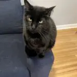 Black cat sitting on the edge of a blue couch