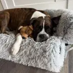 Brindle boxer laying on a dog bed sleeping with a toy