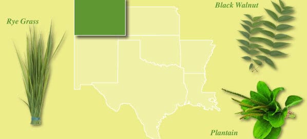 Spring Allergens Maple Grove