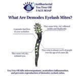 Infographic explaining Demodex eyelash mites, their effects on eye irritation, and treatment with tea tree oil. Maple Grove Eye Doctors at Pearle Vision