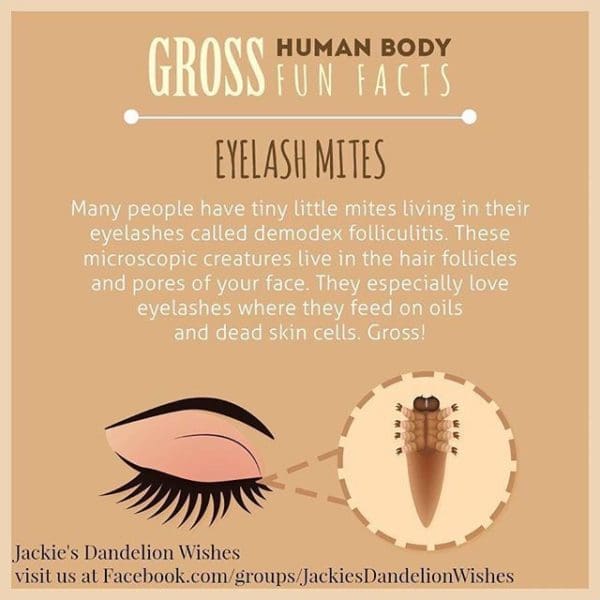 Eyelash Mites What to Know, What Mascara to Use Maple Grove Eye